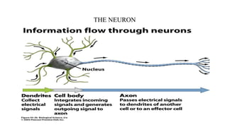THE NEURON
 