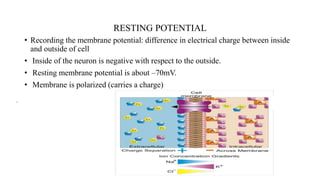 RESTING POTENTIAL
• Recording the membrane potential: difference in electrical charge between inside
and outside of cell
• Inside of the neuron is negative with respect to the outside.
• Resting membrane potential is about –70mV.
• Membrane is polarized (carries a charge)
 