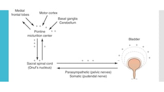 Pathways for Neuronal Control of Bladder.pptx