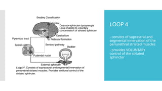 Pathways for Neuronal Control of Bladder.pptx