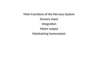 Main Functions of the Nervous System
Sensory input
Integration
Motor output
Maintaining homeostasis
 
