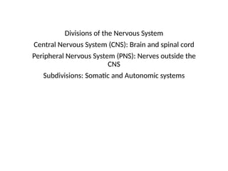 Divisions of the Nervous System
Central Nervous System (CNS): Brain and spinal cord
Peripheral Nervous System (PNS): Nerves outside the
CNS
Subdivisions: Somatic and Autonomic systems
 