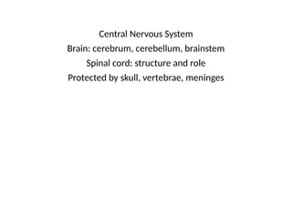 Central Nervous System
Brain: cerebrum, cerebellum, brainstem
Spinal cord: structure and role
Protected by skull, vertebrae, meninges
 