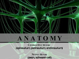 A N A T O M Y Connective tissue  (epineurium, perineurium, endoneurium)  Nerve tissue (axon, schwann cell) 