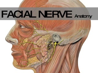 FACIAL NERVE  Anatomy 