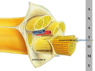 A N A T O M Y EPINEURIUM PERINEURIUM ENDONEURIUM VESSELS 