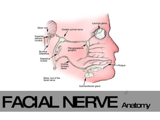 FACIAL NERVE  Anatomy 