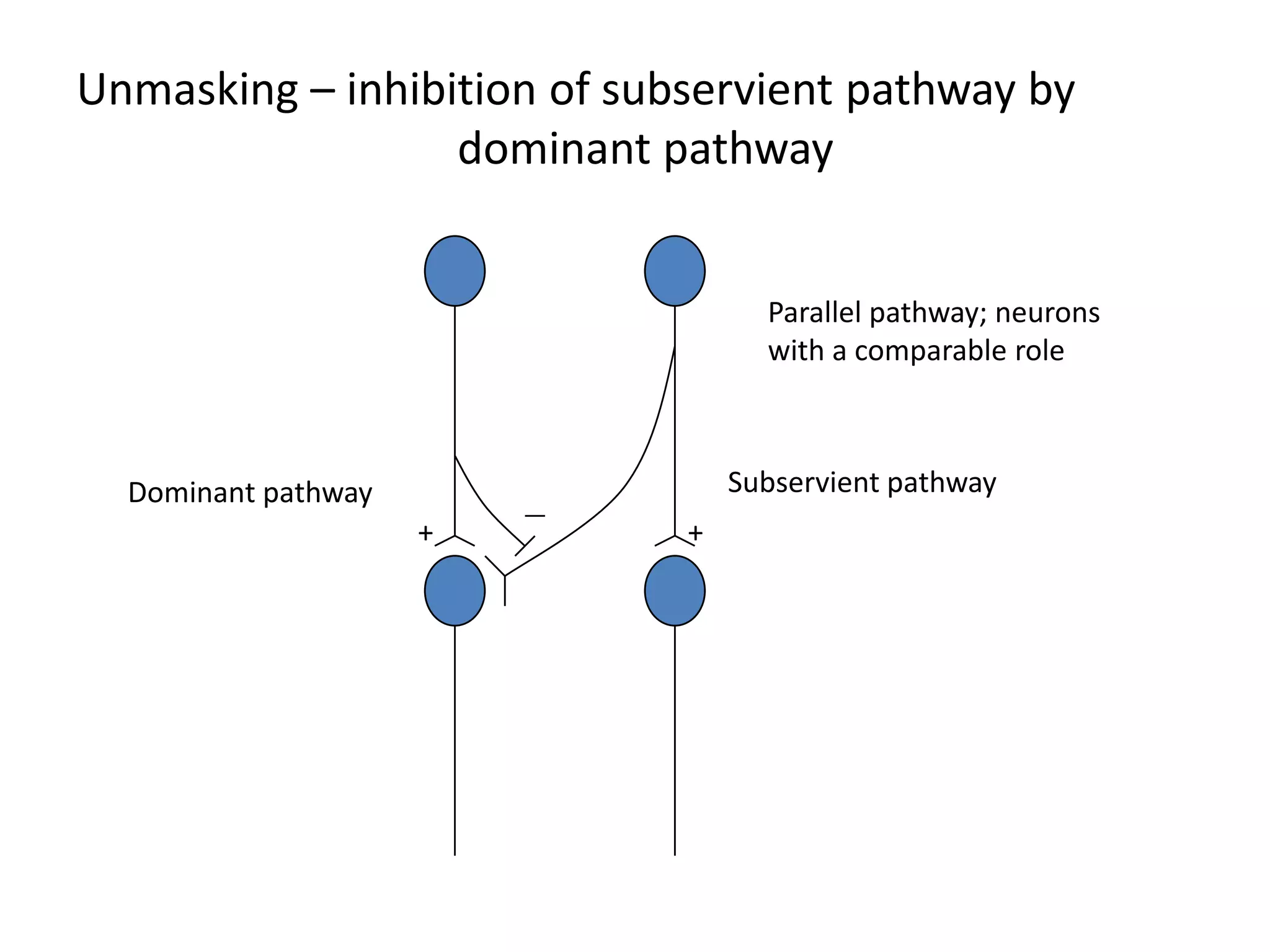 Unmasking – inhibition of subservient pathway by               			dominant pathway Parallel pathway; neurons with a comparable roleSubservient pathwayDominant pathway++