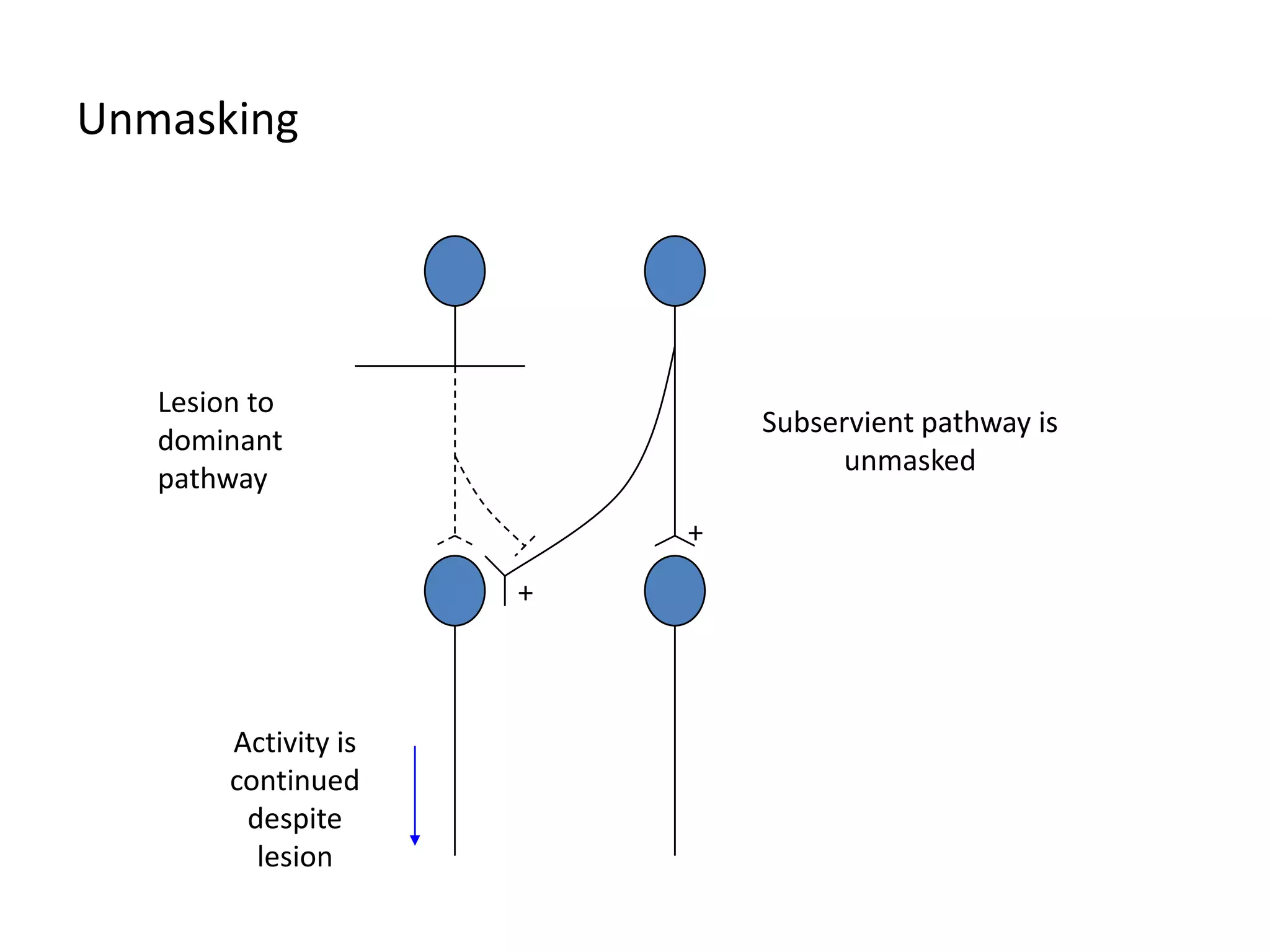 UnmaskingLesion to dominant pathwaySubservient pathway is unmasked++Activity is continued despite lesion