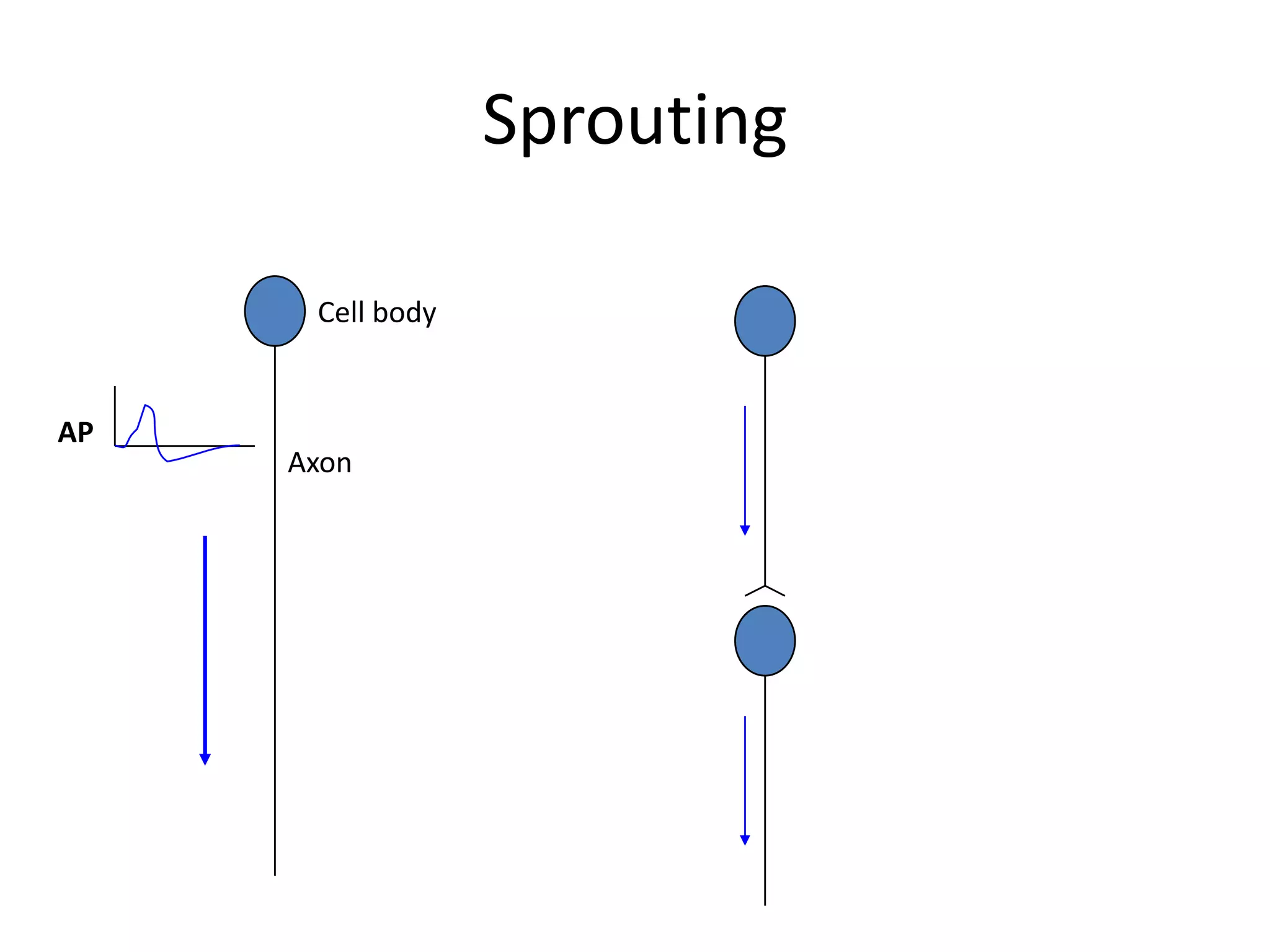 SproutingCell bodyAPAxon