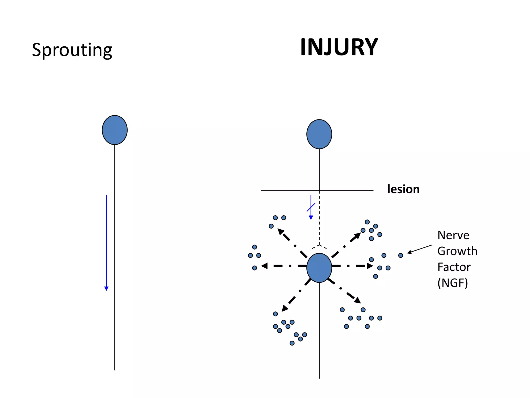 SproutingINJURYlesionNerve Growth Factor (NGF)