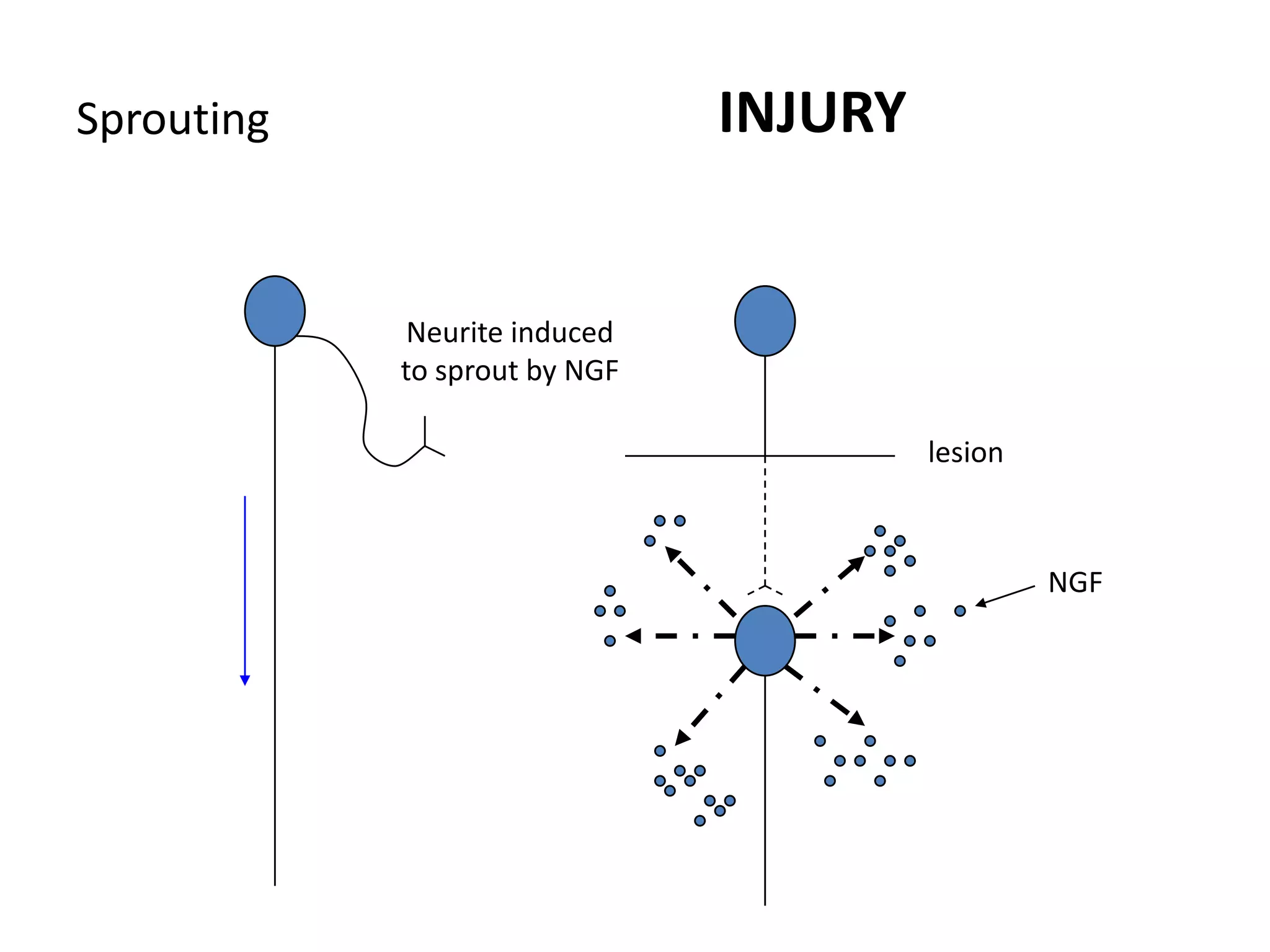 SproutingINJURYNeurite induced to sprout by NGFlesionNGF