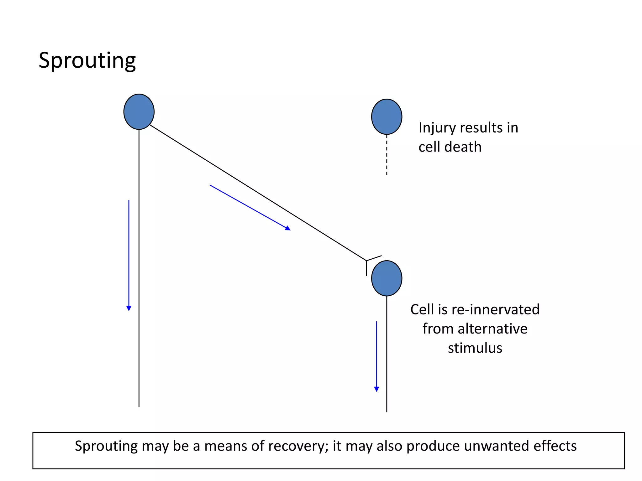 SproutingInjury results in cell deathCell is re-innervated from alternative stimulusSprouting may be a means of recovery; it may also produce unwanted effects