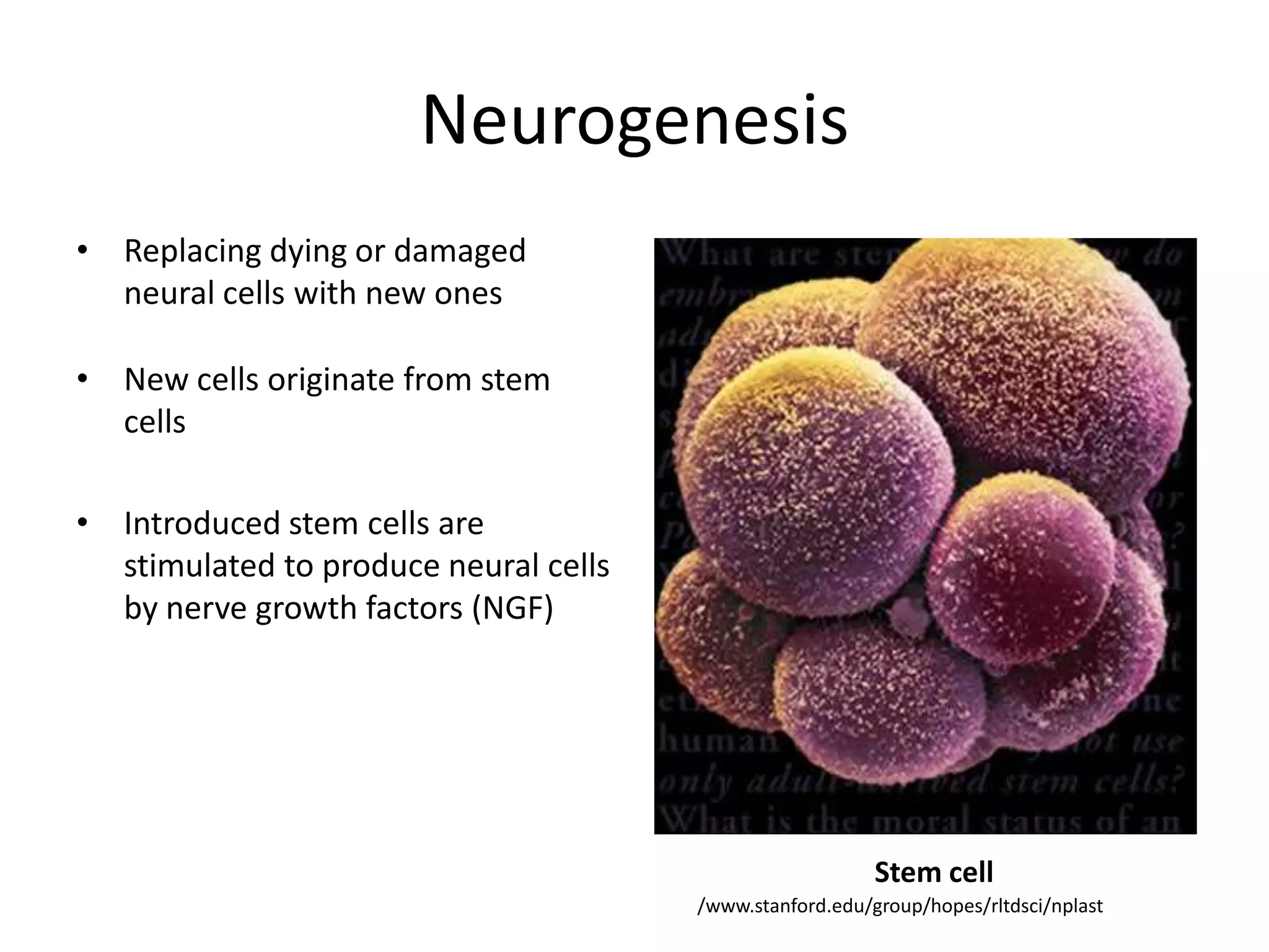 NeurogenesisReplacing dying or damaged neural cells with new onesNew cells originate from stem cells Introduced stem cells are stimulated to produce neural cells by nerve growth factors (NGF)Stem cell/www.stanford.edu/group/hopes/rltdsci/nplast