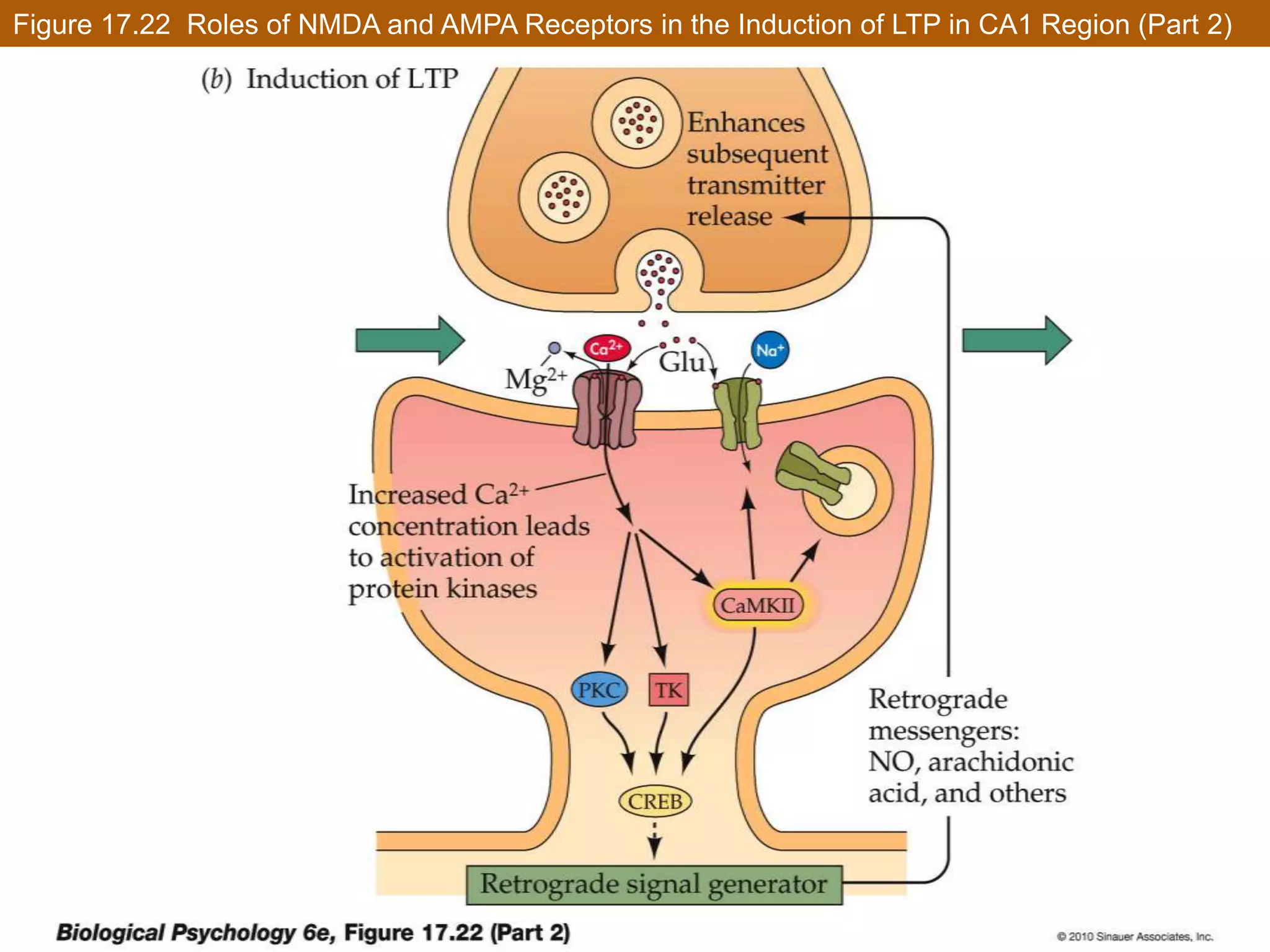  Synaptic Plasticity Can Be Measured in Simple Hippocampal CircuitsThe large Ca2+ influx activates certain protein kinases – enzymes that add phosphate groups to protein molecules.One protein kinase is CaMKII – it affects AMPA receptors in several ways:Causes more AMPA receptors to be produced and inserted in the postsynaptic membrane.