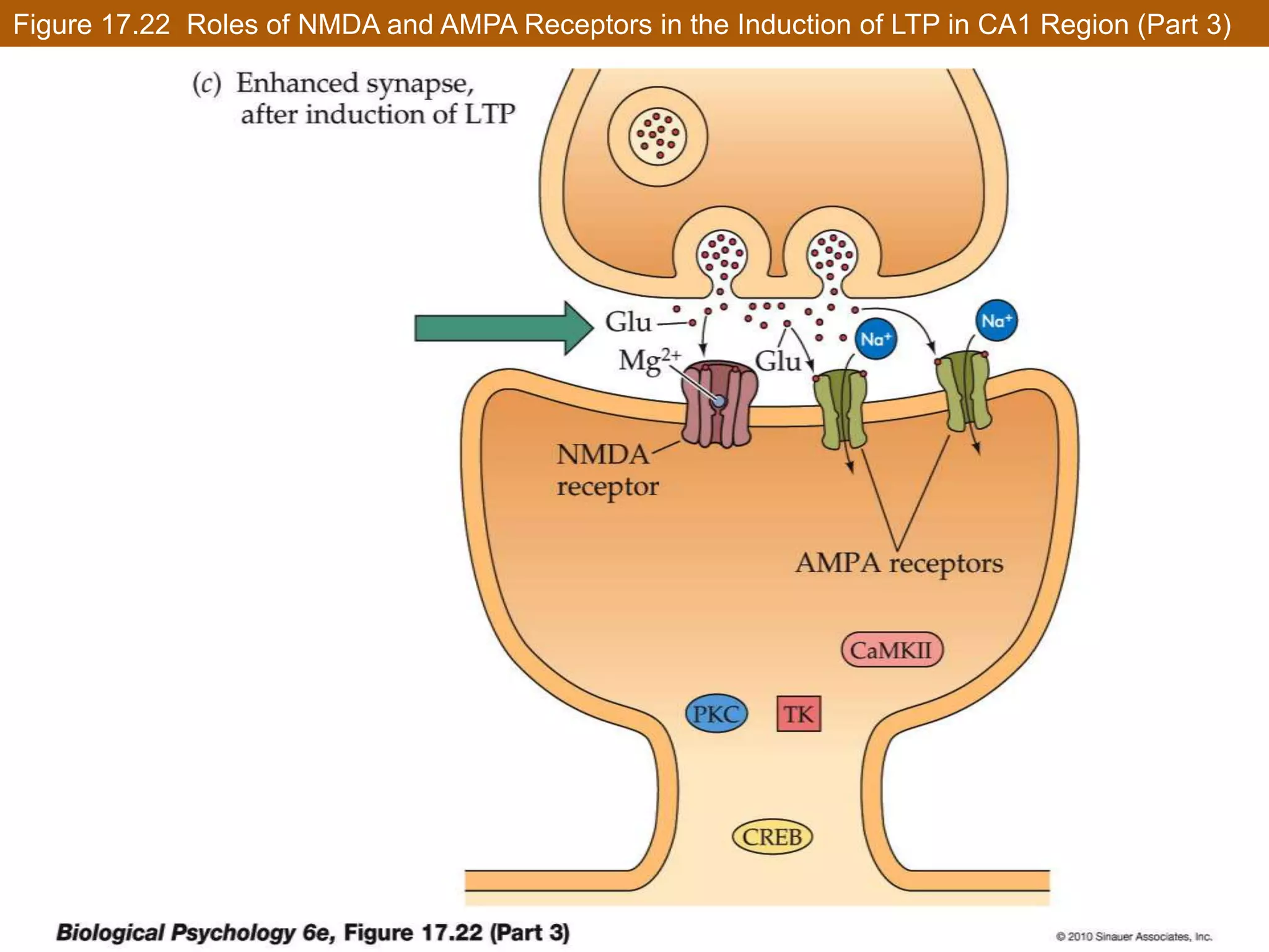 Synaptic Plasticity Can Be Measured in Simple Hippocampal CircuitsCaMKII :Moves existing nearby AMPA receptors into the active synapse.Increases conductance of Na+ and K+ ions in membrane-bound receptors.These effects all increase the synaptic sensitivity to glutamate.The activated protein kinases also trigger protein synthesis