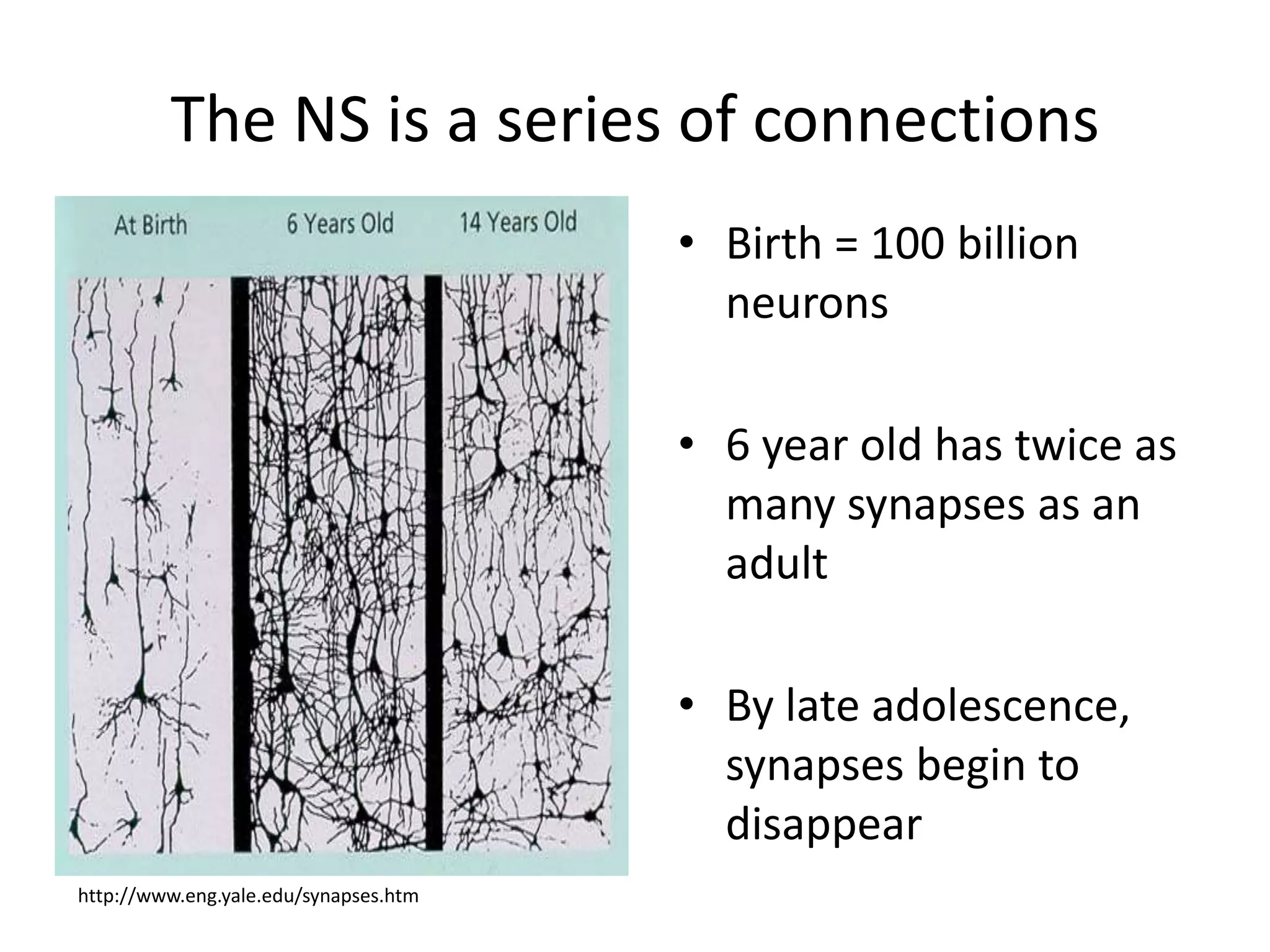 The NS is a series of connectionsBirth = 100 billion neurons6 year old has twice as many synapses as an adultBy late adolescence, synapses begin to disappearhttp://www.eng.yale.edu/synapses.htm
