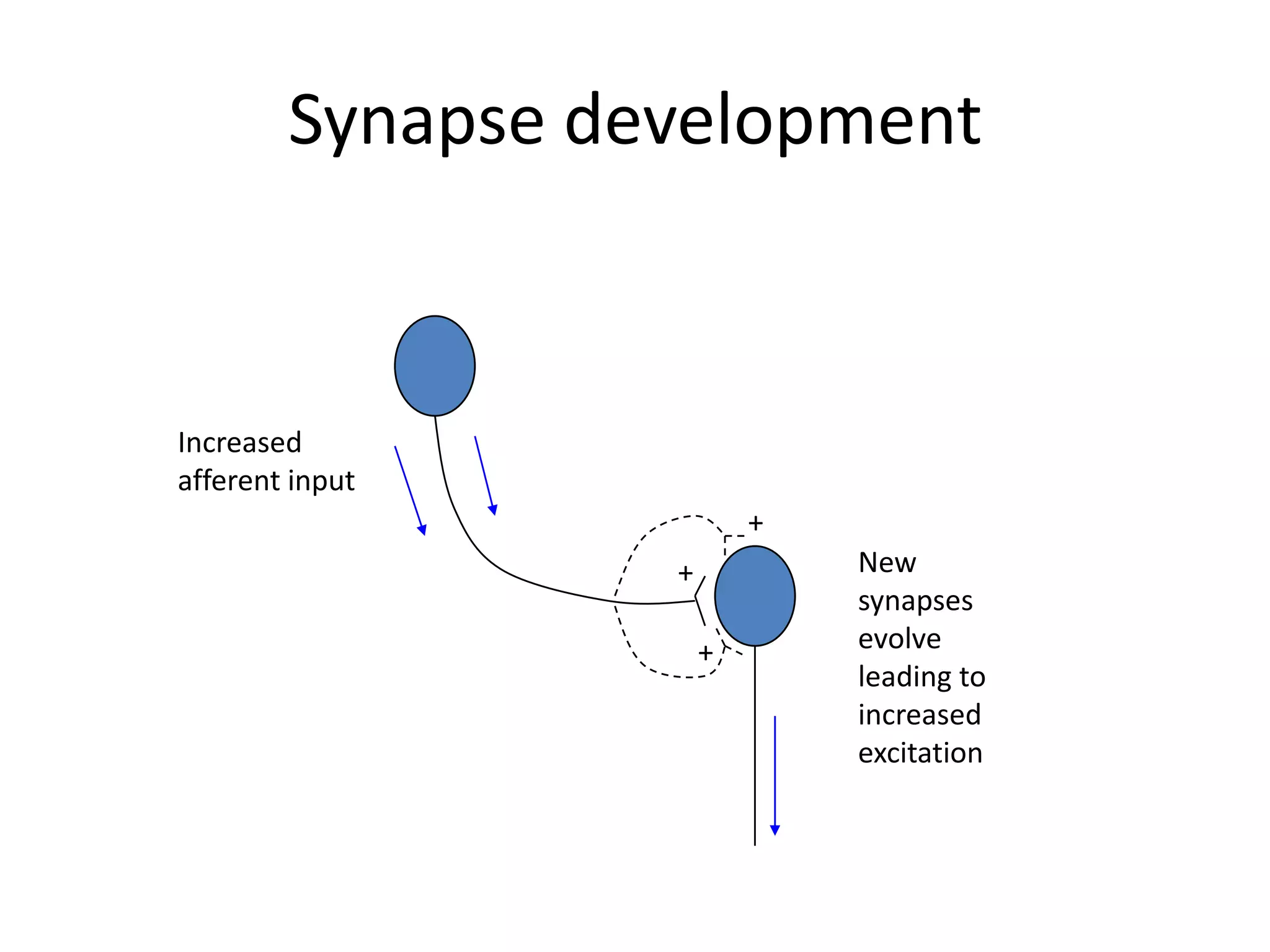 Synapse developmentIncreased afferent input+New synapses evolve leading to increased excitation++