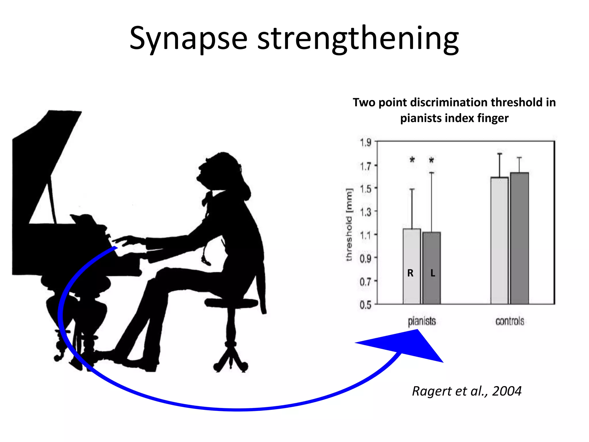 Synapse strengtheningTwo point discrimination threshold in pianists index fingerRLRagert et al., 2004