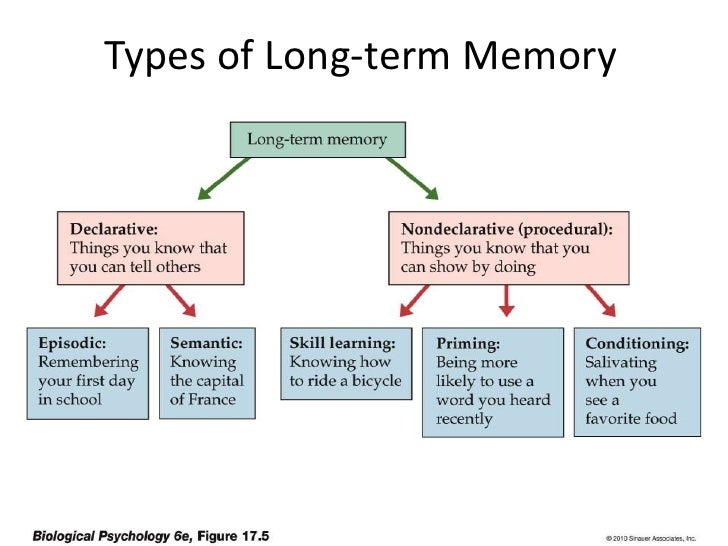 psychology memory formation Memory is a process of storing and retrieving information and experiences information received makes its way into our memory through our senses. psychology memory formation Memory is a process of storing and retrieving information and experiences information received makes its way into our memory through our senses.