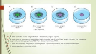  A. BDNF promotes neurite outgrowth from a dorsal root ganglion explant.
 B. BDNF-induced outgrowth is not inhibited when antibodies specific to NGF are added, indicating that the neurite-
outgrowth-promoting properties of BDNF are distinct from those of NGF.
 C. BDNF also promotes outgrowth of nodose ganglia, a neuronal population that is unresponsive to NGF
 D. nodose ganglia unresponsive to NGF.
 