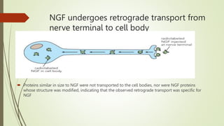 NGF undergoes retrograde transport from
nerve terminal to cell body
 Proteins similar in size to NGF were not transported to the cell bodies, nor were NGF proteins
whose structure was modified, indicating that the observed retrograde transport was specific for
NGF
 