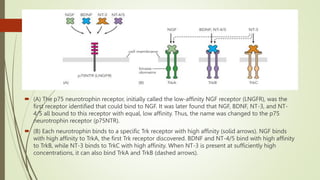  (A) The p75 neurotrophin receptor, initially called the low-affinity NGF receptor (LNGFR), was the
first receptor identified that could bind to NGF. It was later found that NGF, BDNF, NT-3, and NT-
4/5 all bound to this receptor with equal, low affinity. Thus, the name was changed to the p75
neurotrophin receptor (p75NTR).
 (B) Each neurotrophin binds to a specific Trk receptor with high affinity (solid arrows). NGF binds
with high affinity to TrkA, the first Trk receptor discovered. BDNF and NT-4/5 bind with high affinity
to TrkB, while NT-3 binds to TrkC with high affinity. When NT-3 is present at sufficiently high
concentrations, it can also bind TrkA and TrkB (dashed arrows).
 
