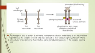  Neurotrophins exist as dimers that bind to Trk monomer subunits. The binding of the neurotrophin
ligand brings the receptor subunits into close contact, so they cross-phosphorylate each other’s
intracellular kinase domains, thus initiating signal transduction cascades in the receptor-bearing
cell.
 