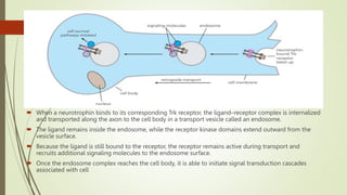  When a neurotrophin binds to its corresponding Trk receptor, the ligand–receptor complex is internalized
and transported along the axon to the cell body in a transport vesicle called an endosome.
 The ligand remains inside the endosome, while the receptor kinase domains extend outward from the
vesicle surface.
 Because the ligand is still bound to the receptor, the receptor remains active during transport and
recruits additional signaling molecules to the endosome surface.
 Once the endosome complex reaches the cell body, it is able to initiate signal transduction cascades
associated with cell
 