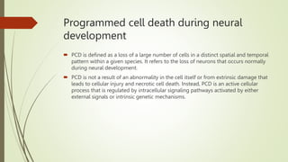 Programmed cell death during neural
development
 PCD is defined as a loss of a large number of cells in a distinct spatial and temporal
pattern within a given species. It refers to the loss of neurons that occurs normally
during neural development.
 PCD is not a result of an abnormality in the cell itself or from extrinsic damage that
leads to cellular injury and necrotic cell death. Instead, PCD is an active cellular
process that is regulated by intracellular signaling pathways activated by either
external signals or intrinsic genetic mechanisms.
 