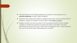  The final element of cell death pathways to consider is the activation of an
extrinsic pathway through “death receptors.”
 Scientists discovered that p75NTR is related to the tumor necrosis family (TNF) of
receptors, a group of receptors that are often called death receptors.
 Adaptor proteins are then recruited to the intracellular portion of the receptor
complex to initiate the signaling cascades that lead to cell death. The exact
mechanism by which this occurs is still under investigation, but in many instances
the c-jun N-terminal kinase (JNK) pathway is involved
 