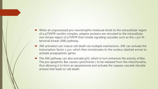  When an unprocessed pro-neurotrophin molecule binds to the extracellular region
of a p75NTR–sortilin complex, adaptor proteins are recruited to the intracellular,
non-kinase region of p75NTR that initiate signaling cascades such as the c-jun N-
terminal kinase (JNK) pathway.
 JNK activation can induce cell death via multiple mechanisms. JNK can activate the
transcription factor c-jun, which then translocates to the nucleus (dashed arrow) to
activate proapoptotic genes.
 The JNK pathway can also activate p53, which in turn enhances the activity of Bax.
The pro-apoptotic Bax causes cytochrome c to be released from the mitochondria,
thus allowing it to form an apoptosome and activate the caspase cascade (double
arrows) that leads to cell death.
 