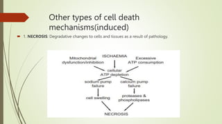 Other types of cell death
mechanisms(induced)
 1. NECROSIS: Degradative changes to cells and tissues as a result of pathology.
 