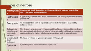 Types of necrosis:
Necroptosi
s
Necrotic cell death dependent on kinase activity of receptor interacting
(RIP1), RIP3 and their expression
Parthanato
s
A type of regulated necrosis that is dependent on the activity of poly(ADP-Ribose)
polymerase
Ferroptosis An iron dependent form of regulated necrosis that may also be triggered by
exitotoxic stress.
Cell death by
mitochondrial
permeability
transition
Mpt defines a large increase in the permeability of inner mitochondrial membrane
in response to elevated concentration of calcium, usually resulting in uncoupling in
oxidative phosphorylation, cellular energy depletion and necrotic cell death
Lysosomal cell
death
(autolysis)
Mediated by release of lysozyme(protease) in the cytosol.
Pyroptosis Type of regulated necrosis mediated by caspase 1
 