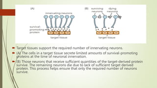  Target tissues support the required number of innervating neurons.
 (A) The cells in a target tissue secrete limited amounts of survival-promoting
proteins at the time of neuronal innervation.
 (B) Those neurons that receive sufficient quantities of the target-derived protein
survive. The remaining neurons die due to lack of sufficient target derived
protein. This process helps ensure that only the required number of neurons
survive.
 