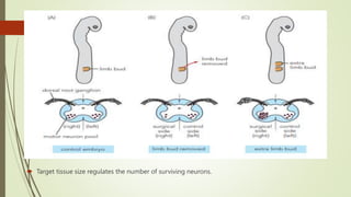  Target tissue size regulates the number of surviving neurons.
 