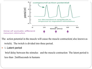 The action potential in the muscle will cause the muscle contraction( also known as 
twitch). The twitch is divided into three period. 
 1. Latent period 
brief delay between the stimulus and the muscle contraction The latent period is 
less than 2milliseconds in humans 
 