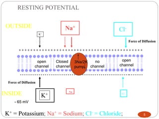 5 
RESTING POTENTIAL 
OUTSIDE 
Cl- 
+ + + + + + + + + + + + + + + + + + + + + + + + + + + + + + + + + + + + + + + + + + + 
- - - - - - - - - - - - - - - - - - - - - - - - - - - - - - - - - - - - - - - - - - - - - - - - - - - - -- - - - - - - 
Force of Diffusion 
INSIDE 
Na+ 
Na 
+ 
K+ 
K+ 
K+ = Potassium; Na+ = Sodium; Cl- = Chloride; 
Force of Diffusion 
Cl- 
Closed 
channel 
open 
channel 
open 
channel 
no 
channel 
3Na/2K 
pump 
- 65 mV 
 