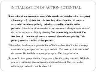 INITIALIZATION OF ACTION POTENTIAL 
Stimulation of a neuron opens some of the membrane proteins (a.k.a. Na+gates) 
allows to pass freely into the cells free flow of Na+ into the cell causes a 
reversal of membrane polarity polarity reversal is called the action 
potential Stimulation of neuron due to environmental changes opens some of 
the membrane protein there by allowing Na+ to pass feely into the cell. The 
free flow of into the cell causes a reversal of membrane polarity. This 
polarity reversal is called action potential. 
This result to the changes in potential from -70mV to about 40mV. spike in voltage 
causes the K+ gate open and Na+ gate to close . This make K+ ions rush out of 
the neuron. The inside becomes negative again. This is repolarization. 
So many K+ ions get out that the charge goes below the resting potential. While the 
neuron is in this state it cannot react to additional stimuli. This is termed as 
refractory period which last for about 0.5. 
 