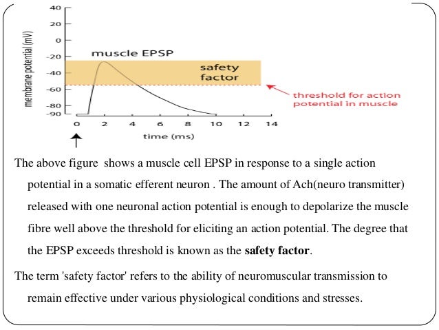 Neuron And Muscle Potential