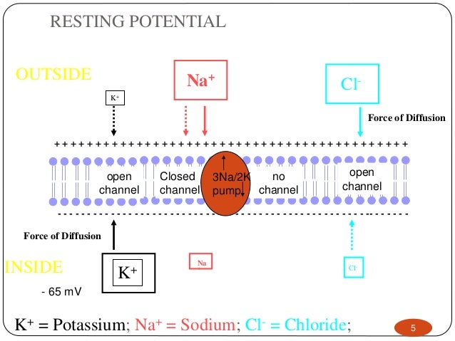 resting potential of a neuron