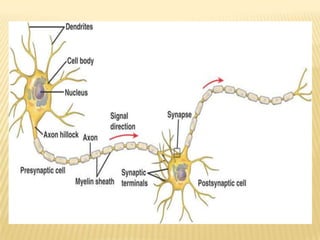 Shared Neuron Neuron | PPTX