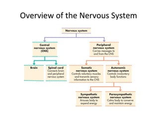 Overview of the Nervous System
 