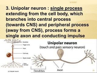 Single Sensory Neuron Cell Body
