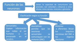 Función de las
neuronas:
tienen la capacidad de comunicarse con
precisión, con velocidad y distancia a otras
células, como nervios, músculos o glándulas.
Clasificación según su función
Sensoriales:
Captan información
que rodea al ser
humano y es
procesada en el
cerebro.
Asociativas:
permite que las
neuronas
sensoriales se
comuniquen con las
motoras (SNC)
Motoras:
o eferentes: llevan
los impulsos
nerviosas del SNC a
los órganos
efectores
 