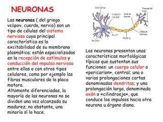 Las  neuronas  ( del griego νεῦρον, cuerda, nervio) son un tipo de células del  sistema nervioso  cuya principal caracterí...