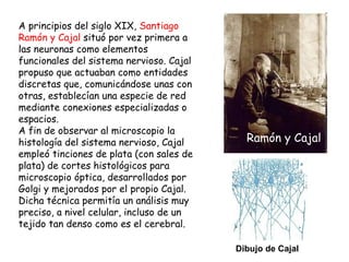 A principios del siglo XX,  Santiago Ramón y Cajal   (1852-1934)   situó por vez primera a las neuronas como elementos fun...