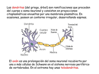 Las  dendritas  (del griego, árbol) son ramificaciones que proceden del cuerpo o soma neuronal y consisten en proyecciones...