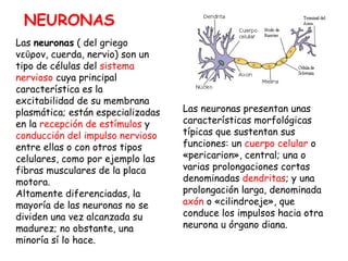 Las  neuronas  ( del griego νεῦρον, cuerda, nervio) son un tipo de células del  sistema nervioso  cuya principal característica es la excitabilidad de su membrana plasmática; están especializadas en la  recepción de estímulos  y  conducción del impulso nervioso  entre ellas o con otros tipos celulares, como por ejemplo las fibras musculares de la placa motora.  Altamente diferenciadas, la mayoría de las neuronas no se dividen una vez alcanzada su madurez; no obstante, una minoría sí lo hace.  Las neuronas presentan unas características morfológicas típicas que sustentan sus funciones: un  cuerpo celular  o «pericarion», central; una o varias prolongaciones cortas denominadas  dendritas ; y una prolongación larga, denominada  axón  o «cilindroeje», que conduce los impulsos hacia otra neurona u órgano diana. NEURONAS 