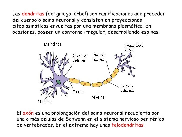 Neuronas